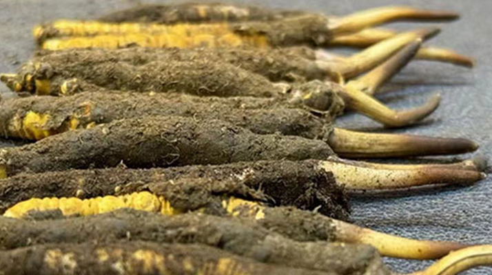 正宗<a href=http://m.ynrhw.com/xinxian/ target=_blank class=infotextkey>新<a href=http://m.ynrhw.com/xinxian/ target=_blank class=infotextkey>鮮冬蟲夏草</a></a>的科學(xué)吃法指南