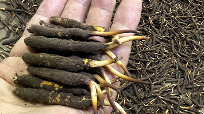 冬蟲夏草燉湯真能提鮮？揭開滋補食材的味覺密碼