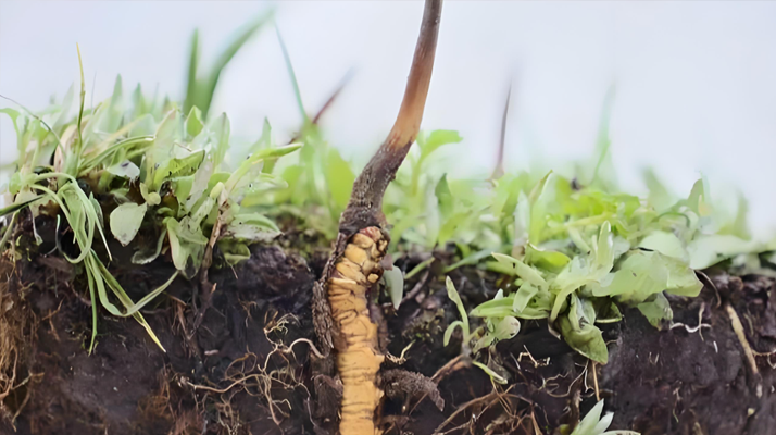 冬蟲夏草鮮草一天吃幾個？科學(xué)食用指南來了