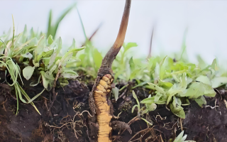 冬蟲夏草鮮草一天吃幾個？科學(xué)食用指南來了