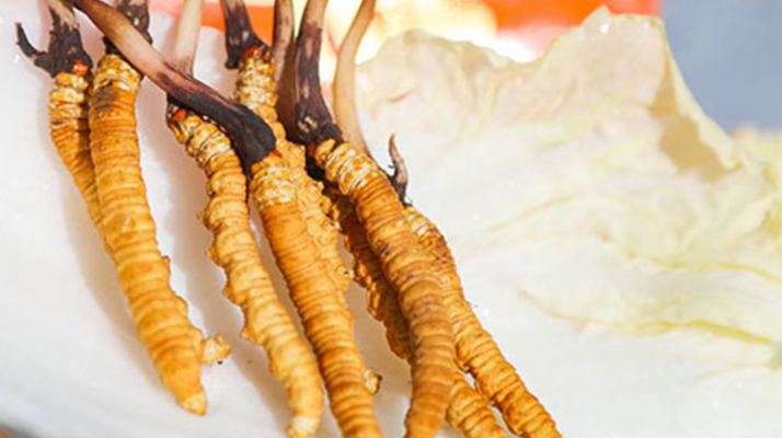 冬蟲夏草鮮草一般哪里有？多渠道獲取指南