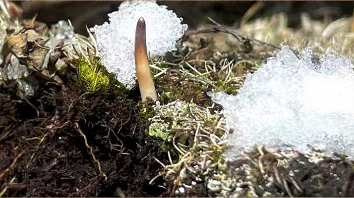 冰鮮的冬蟲(chóng)夏草還能吃嗎？一文讀懂食用真相? ? ? ?