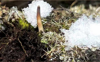 冰鮮的冬蟲(chóng)夏草還能吃嗎？一文讀懂食用真相? ? ? ?