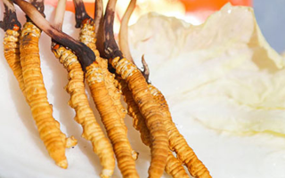 冬蟲夏草鮮草一般哪里有？多渠道獲取指南