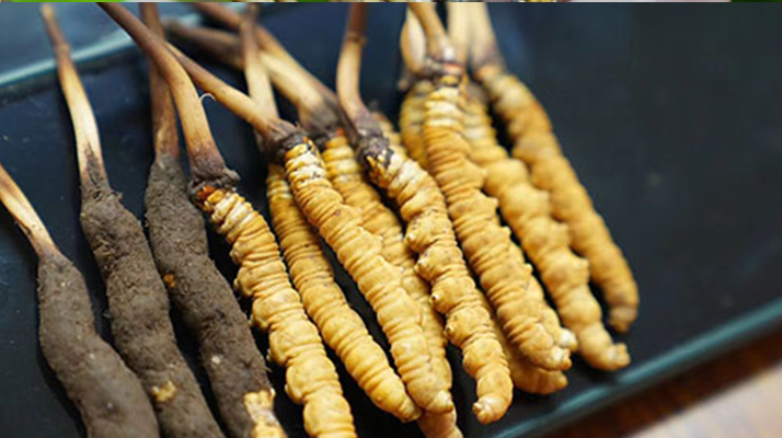 鮮冬蟲夏草什么季節(jié)最好？滋補(bǔ)時(shí)機(jī)大揭秘