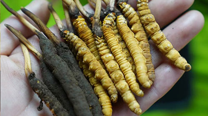 鮮冬蟲夏草如何打粉末保存？實(shí)用指南來了