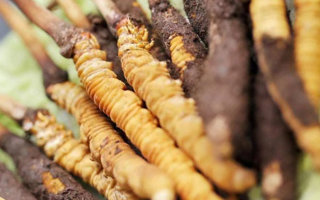 鮮冬蟲(chóng)夏草哪個(gè)尺寸最好？一文讀懂，不再糾結(jié)