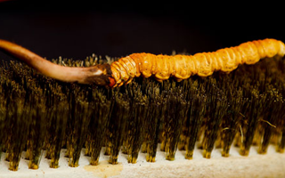 鮮冬蟲(chóng)夏草什么口感最好？探尋舌尖上的滋補(bǔ)美味? ? ? ?