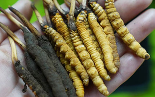 鮮冬蟲夏草如何打粉末保存？實(shí)用指南來了