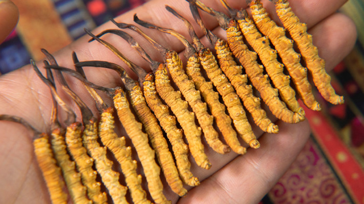 二級(jí)<a href=http://m.ynrhw.com/jiage/ target=_blank class=infotextkey>冬蟲夏草的價(jià)格</a>一克