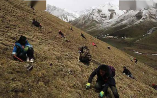 冬蟲夏草都是野生的嗎？探尋其生長的奧秘