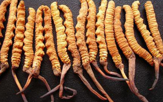 干冬蟲夏草多少錢一斤？一文解析其價格密碼