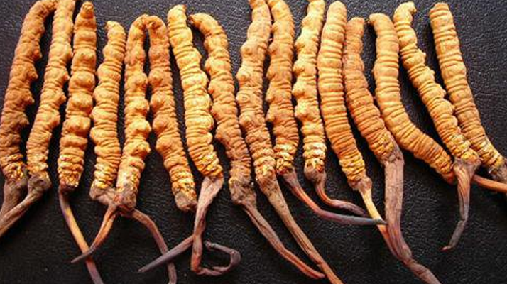 純野生<a href=http://m.ynrhw.com/jiage/ target=_blank class=infotextkey>冬蟲夏草多少錢</a>一克？價(jià)格背后的秘密?