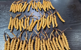 冬蟲夏草吃的真的有用嗎