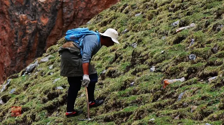 冬蟲夏草什么時候采挖？最佳采挖時節(jié)與科學依據