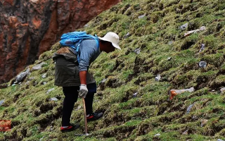 冬蟲夏草什么時候采挖？最佳采挖時節(jié)與科學依據