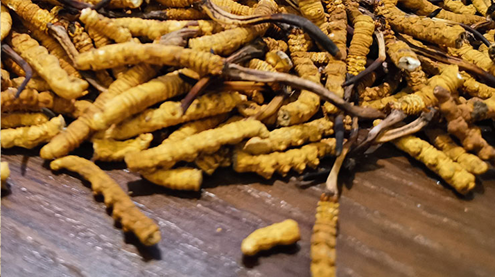 冬蟲(chóng)夏草一斤大約多少錢