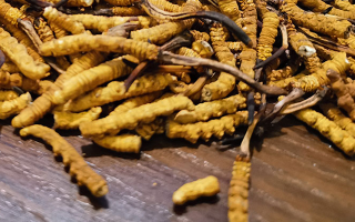 冬蟲(chóng)夏草一斤大約多少錢