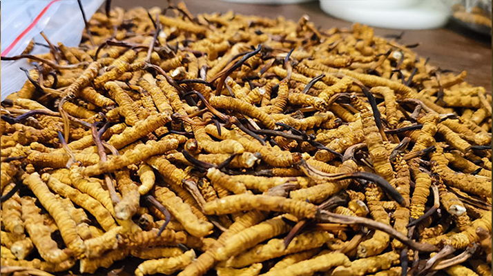 冬蟲夏草的潛在副作用：滋補背后的健康風(fēng)險