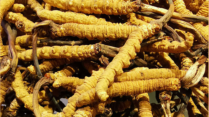 冬蟲夏草價(jià)格探秘：珍稀背后的價(jià)值衡量