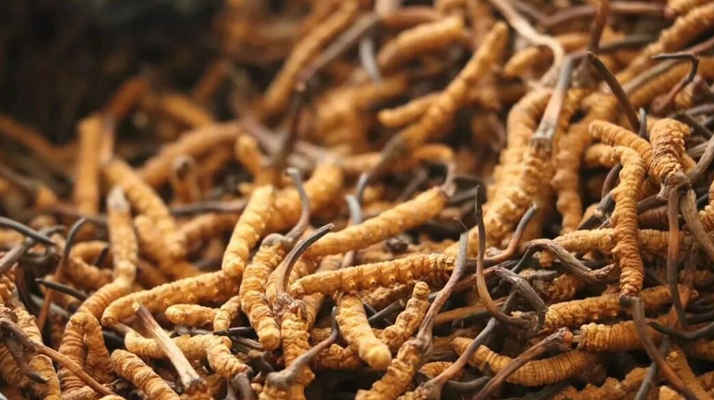 冬蟲夏草的功效與用量：科學滋補的關鍵指南