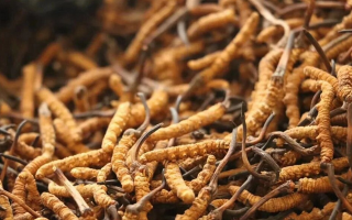冬蟲夏草有什么好處？解密天然滋補(bǔ)品的多重健康價(jià)值
