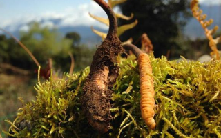 如何挑選新鮮冬蟲夏草？掌握這幾個關(guān)鍵要點