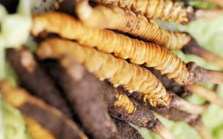 什么季節(jié)挖新鮮冬蟲夏草？把握黃金采挖期