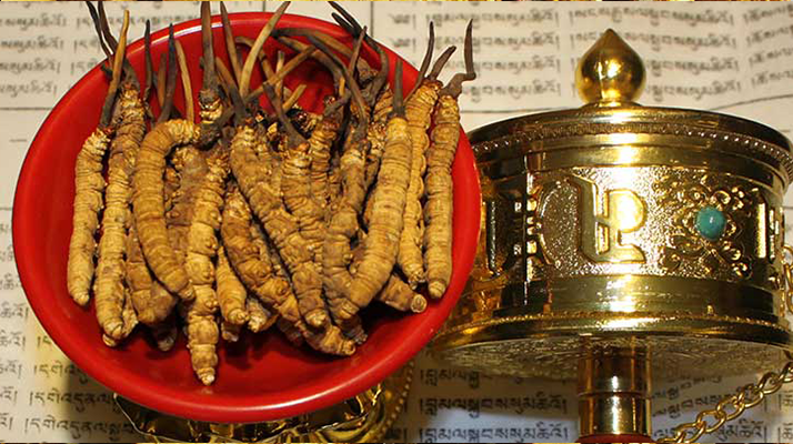 <a href=http://m.ynrhw.com/gongxiao/ target=_blank class=infotextkey><a href=http://m.ynrhw.com/gongxiao/ target=_blank class=infotextkey><a href=http://m.ynrhw.com/yangsheng/ target=_blank class=infotextkey>冬蟲夏草的功效</a></a></a>解析：傳統(tǒng)珍寶的現(xiàn)代價值