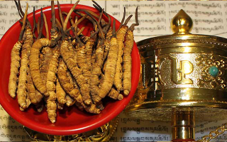 冬蟲夏草的功效解析：傳統(tǒng)珍寶的現(xiàn)代價值