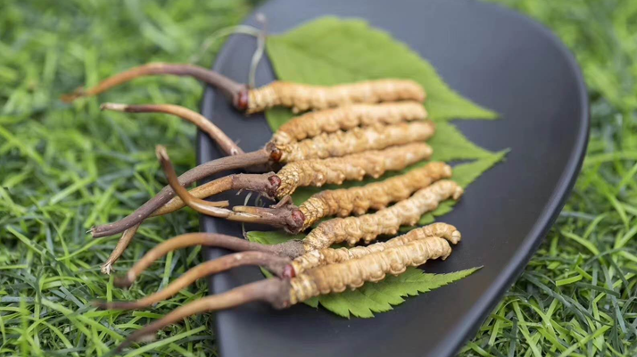 新鮮松茸冬蟲(chóng)夏草怎么吃？滋補(bǔ)雙珍的美味搭配指南