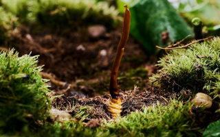 新鮮好的冬蟲夏草怎么吃？解鎖營養(yǎng)滋補新方式?