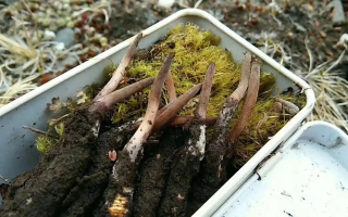 冬蟲夏草怎么辨別養(yǎng)殖的？掌握 5 大鑒別要點(diǎn)