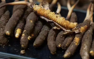 冬蟲夏草適合哪些人群？精準(zhǔn)滋補(bǔ)指南