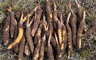 一根鮮冬蟲(chóng)夏草多少克？多因素決定重量差異