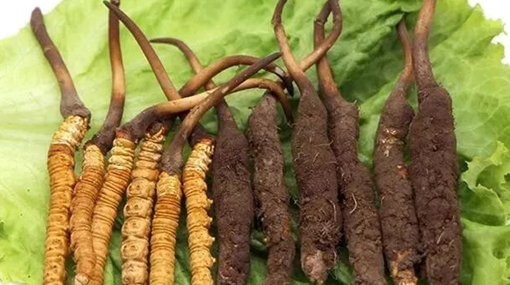 真空鎖鮮：<a href=http://m.ynrhw.com/xinxian/ target=_blank class=infotextkey>新<a href=http://m.ynrhw.com/xinxian/ target=_blank class=infotextkey>鮮冬蟲(chóng)夏草</a></a>的科學(xué)保存方法