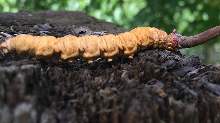 冬蟲(chóng)夏草泡酒時(shí)長(zhǎng)指南：靜待藥效沉淀的科學(xué)