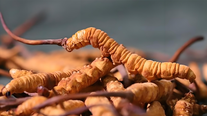 冬蟲夏草泡湯指南：鎖住營(yíng)養(yǎng)的滋補(bǔ)秘訣