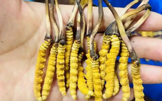 冰鮮冬蟲夏草能吃嗎？科學(xué)解讀與食用指南