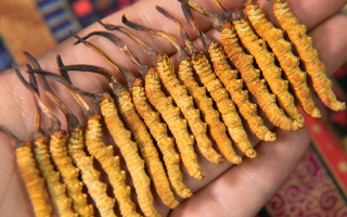 3 歲寶寶能喝冬蟲夏草嗎？兒科醫(yī)生的專業(yè)解答