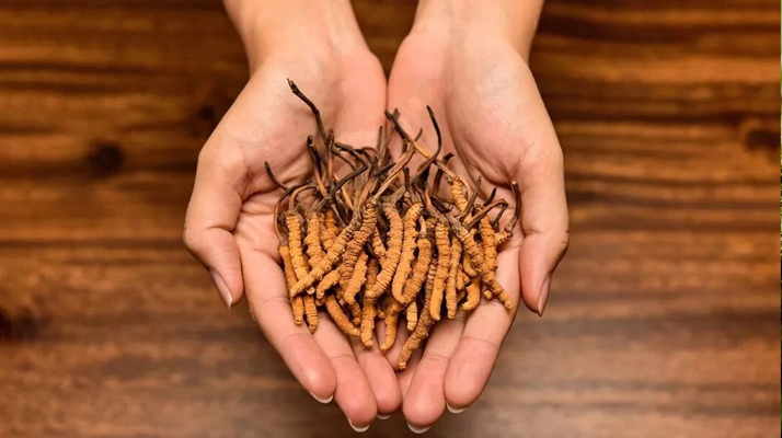 冬蟲夏草：獨特的蟲菌復(fù)合體品種