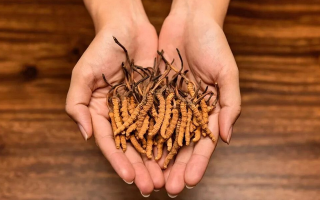 去哪里買真冬蟲夏草？揭秘正品蟲草的可靠購買渠道