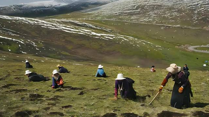 西藏鮮冬蟲夏草<a href=http://m.ynrhw.com/ target=_blank class=infotextkey><a href=http://m.ynrhw.com/s/nqcc/ target=_blank class=infotextkey>那曲蟲草</a></a>