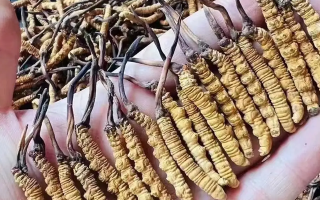 冬蟲夏草價(jià)格解析：一斤究竟多少錢？