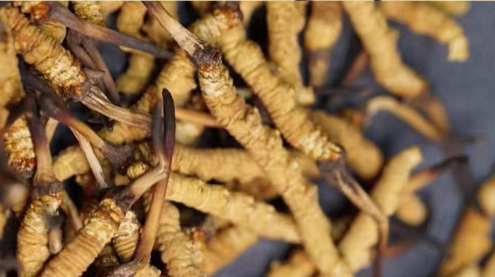 正宗<a href=http://m.ynrhw.com/jiage/ target=_blank class=infotextkey>冬蟲(chóng)夏草多少錢</a>一克