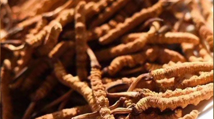 野生<a href=http://m.ynrhw.com/jiage/ target=_blank class=infotextkey>冬蟲夏草多少錢</a>一克