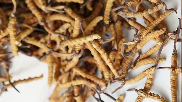 天然<a href=http://m.ynrhw.com/jiage/ target=_blank class=infotextkey>冬蟲夏草多少錢</a>一克