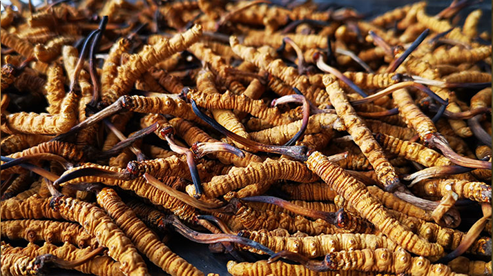 冬蟲(chóng)夏草一斤大概有多少根