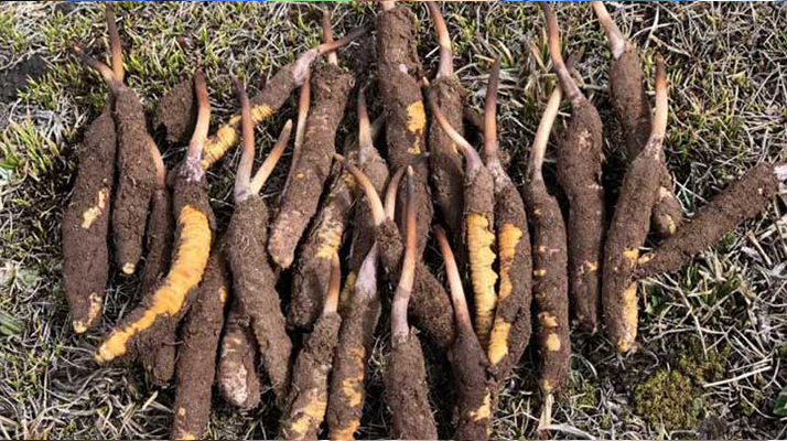 冬蟲(chóng)夏草一斤多少錢