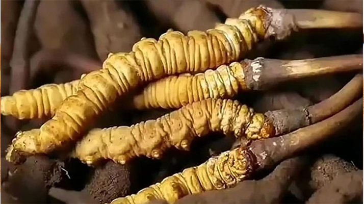 寧波買冬蟲夏草去哪里